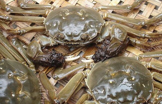 為啥海鮮禮品的死蟹不能吃？